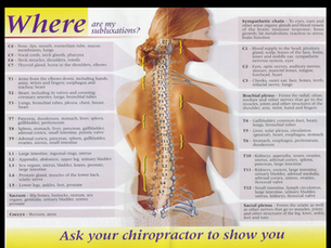 Understanding the Nervous System: The Key to Optimal Health