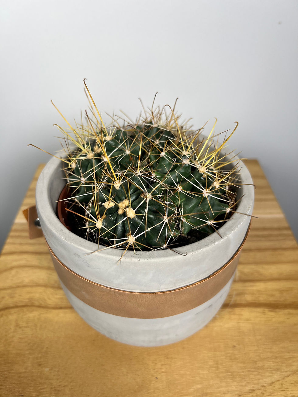 Indexkép: Hordókaktusz (Ferocactus faj)