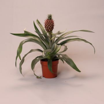 Pineapple Champaca Green