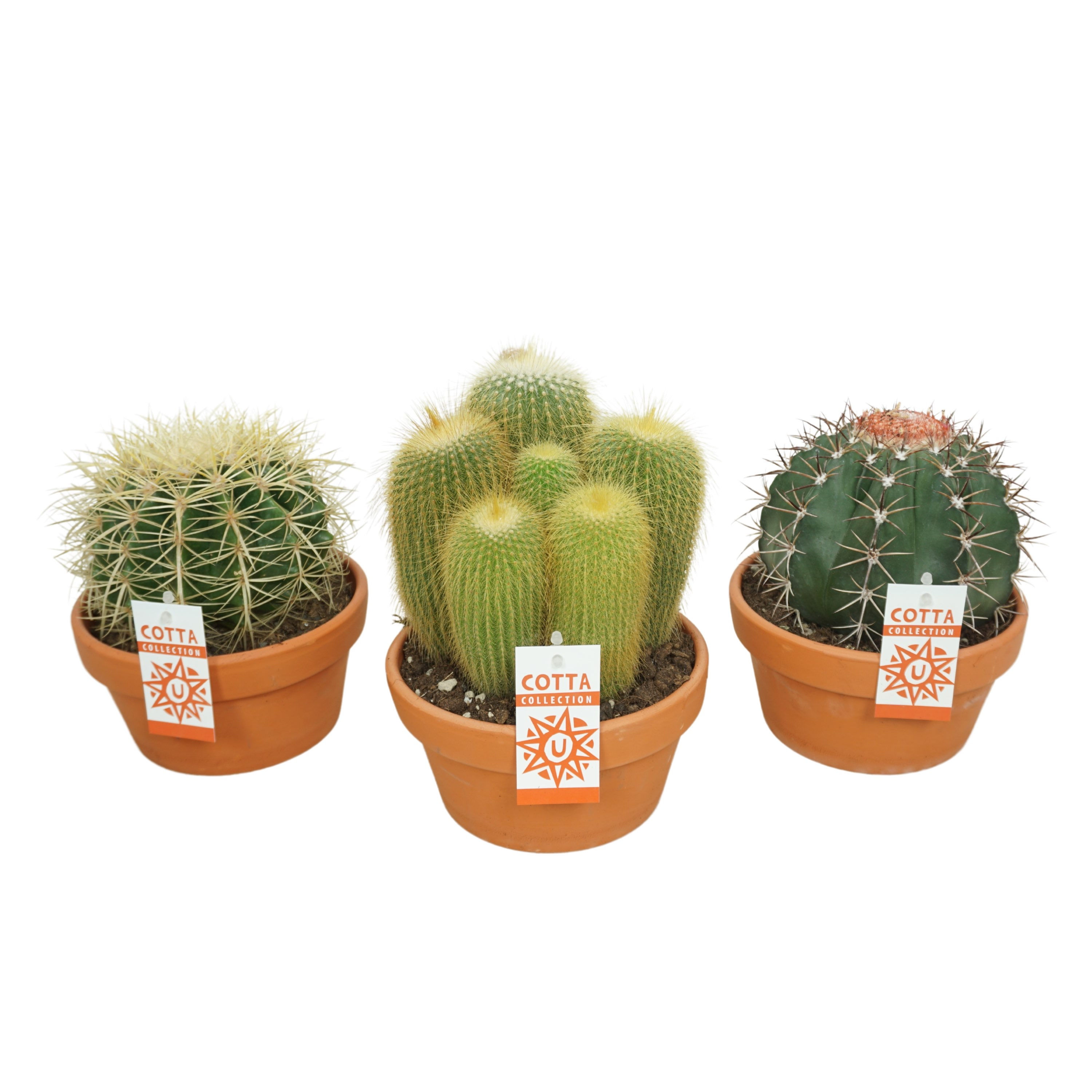 Cactus mix Terracotta