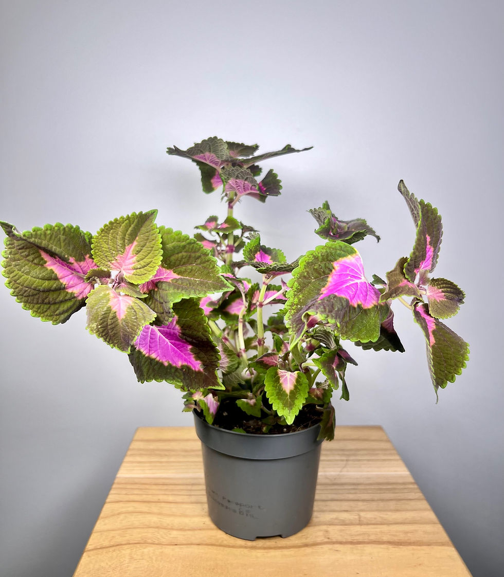 Indexkép: Coleus főutca, ötödik sugárút 13.0
