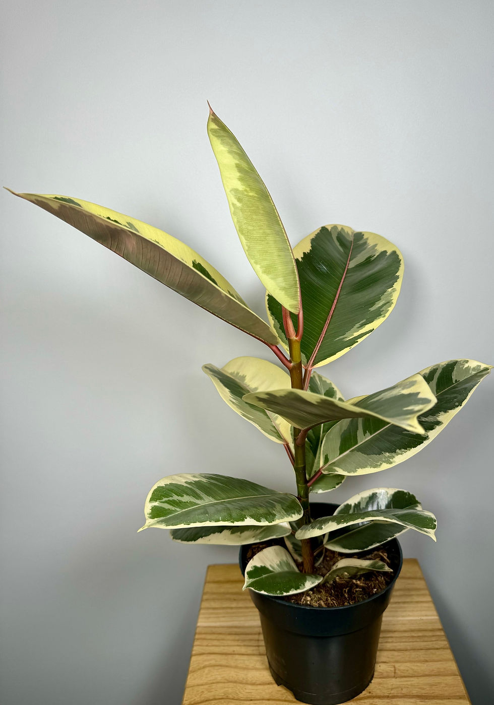 Miniatúra: The Ficus elastica, commonly known as the rubber plant, is another great choice for a terrarium. It has large, glossy leaves and can tolerate lower light conditions, making it suitable for terrarium environments with less direct light. The rubber plant also has low to moderate watering needs and can thrive in a humid environment, which is often found in terrariums.

When including Ficus elastica in your terrarium mix, be sure to consider its size and growth habits as it may require more space compared to smaller plants. Additionally, ensure that the soil in the terrarium provides adequate drainage to prevent waterlogging for this plant.