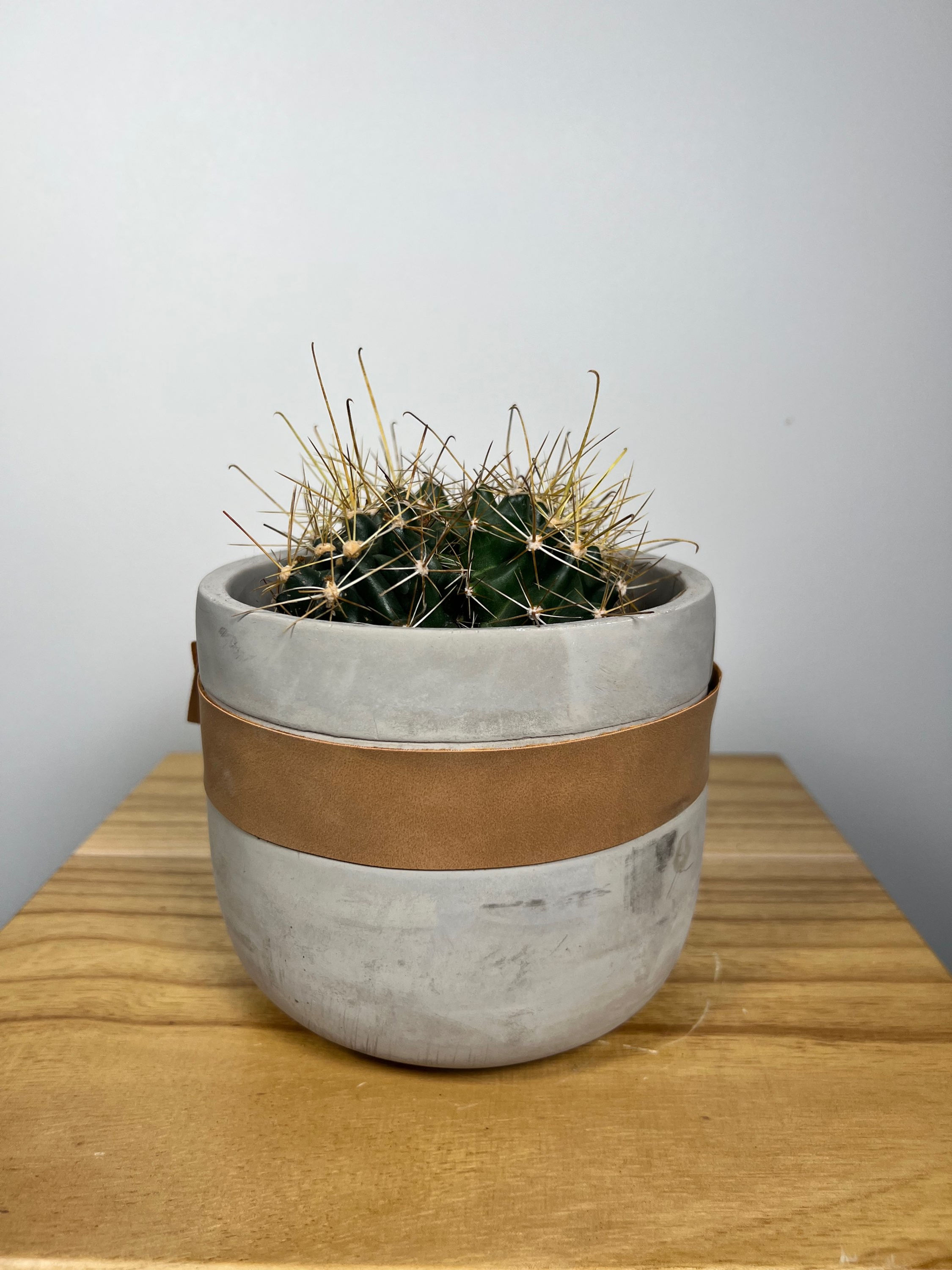 Hordókaktusz (Ferocactus faj)