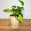 Thumbnail: Pot+Plate Beige