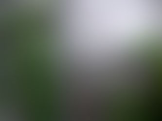 Monstera Adansonii -Gondozás és Szaporítás