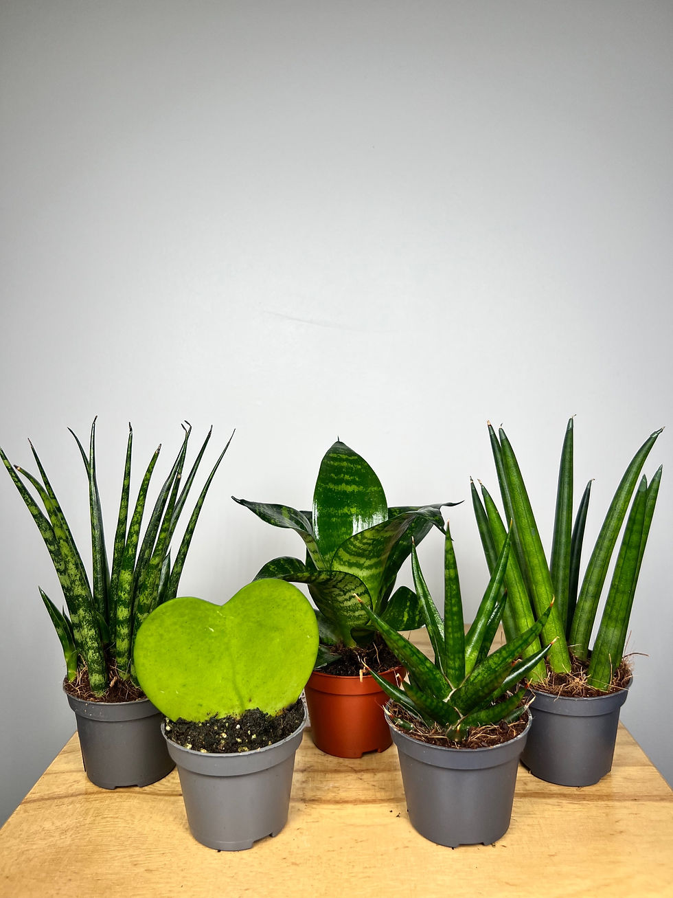 Thumbnail: 1. Fittonia (Nerve Plant): Known for its vibrant, veiny leaves in various shades of green, pink, and white.

2. Selaginella (Club Moss): A small fern-like plant that has a dense growth habit and adds texture to the terrarium.

3. Pilea glauca (Artillery Plant): This small trailing plant has tiny round leaves that resemble little pellets or bullets.

4. Peperomia obtusifolia (Baby Rubber Plant): With its thick, glossy leaves in shades of green or variegated patterns, this plant is a popular choice for terrariums.

5. Soleirolia soleirolii (Baby’s Tears): Delicate cascading foliage with tiny round leaves that create a lush carpeting effect within the terrarium.

6. Hypoestes phyllostachya (Polka Dot Plant): Has vibrant splashes of color on its foliage in shades of pink, red, or white against a green backdrop.

7. Ferns: There are numerous mini fern varieties available for terrariums such as maidenhair ferns and bird's nest ferns which add an elegant touch to the arrangement.

8. Peperomi