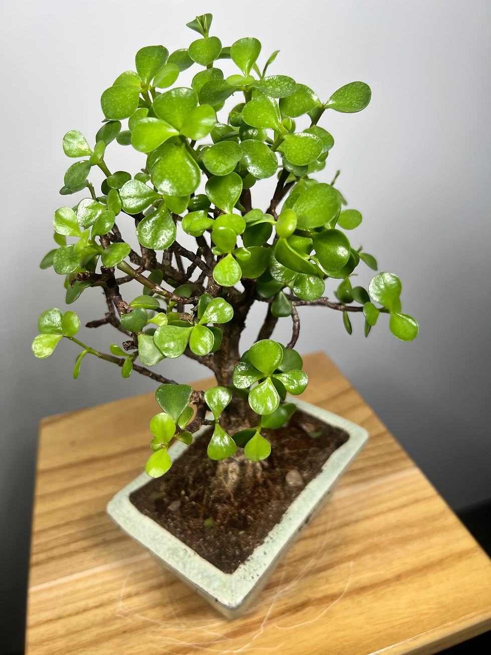 Miniatúra: Bonsai Gemengd Giftbox