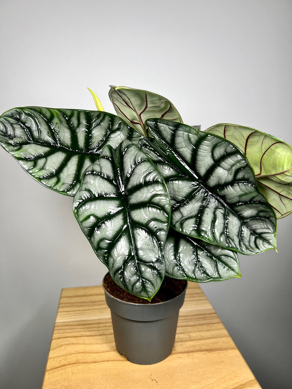 Indexkép: Alocasia ezüst sárkány 14.0