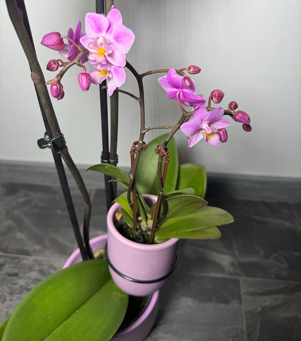 Miniatúra: Phal.mother & child pink