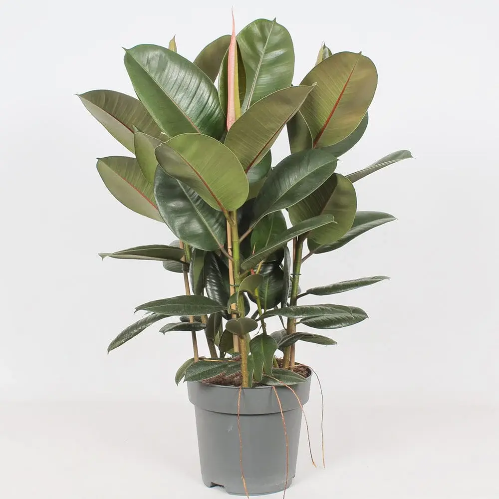 Ficus Robusta 3pp