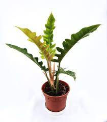 Philodendron Narrow Escape