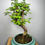 Thumbnail: Metasequoia Bonsai