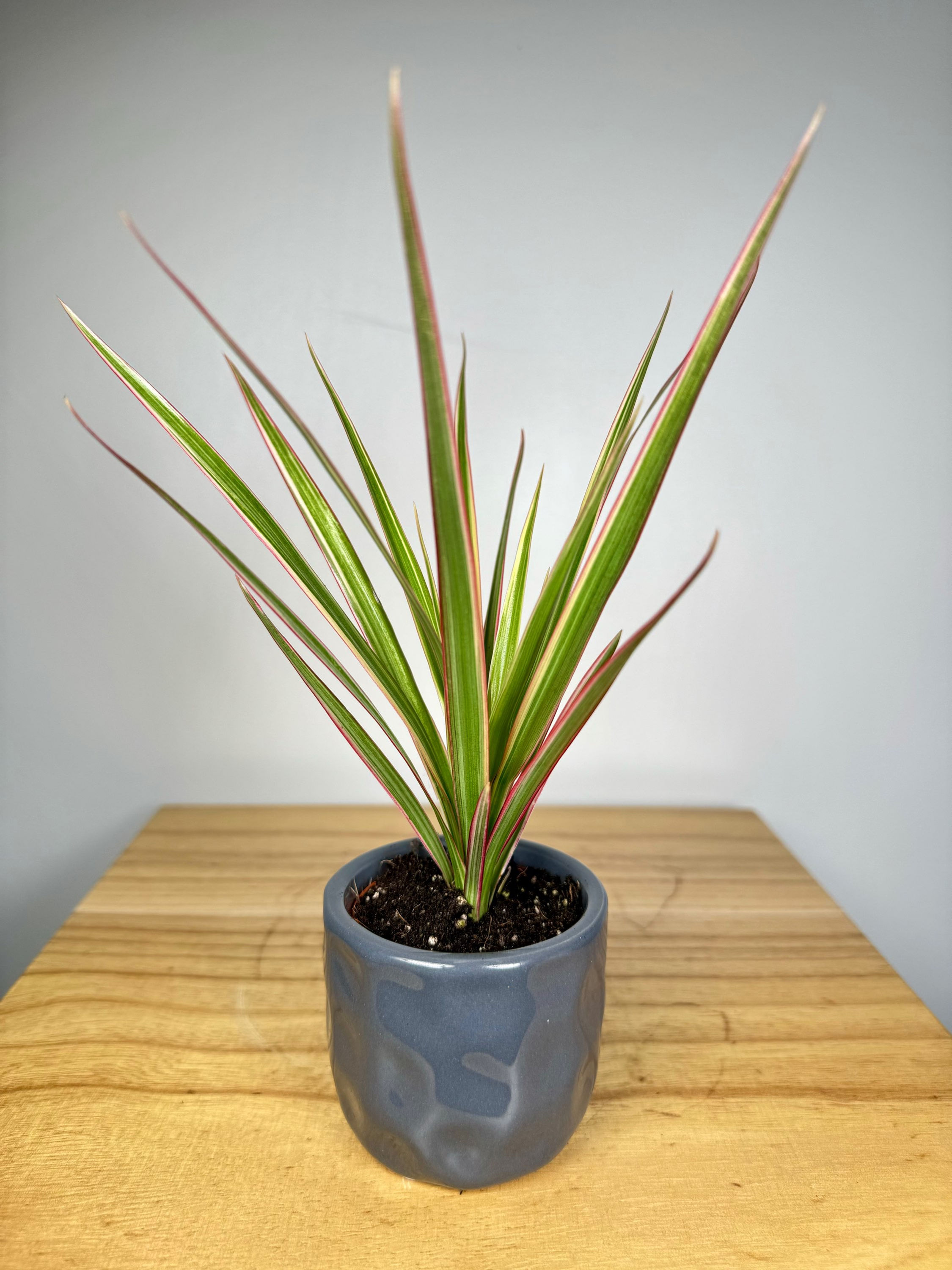 1. Fittonia (Nerve Plant): Known for its vibrant, veiny leaves in various shades of green, pink, and white.

2. Selaginella (Club Moss): A small fern-like plant that has a dense growth habit and adds texture to the terrarium.

3. Pilea glauca (Artillery Plant): This small trailing plant has tiny round leaves that resemble little pellets or bullets.

4. Peperomia obtusifolia (Baby Rubber Plant): With its thick, glossy leaves in shades of green or variegated patterns, this plant is a popular choice for terrariums.

5. Soleirolia soleirolii (Baby’s Tears): Delicate cascading foliage with tiny round leaves that create a lush carpeting effect within the terrarium.

6. Hypoestes phyllostachya (Polka Dot Plant): Has vibrant splashes of color on its foliage in shades of pink, red, or white against a green backdrop.

7. Ferns: There are numerous mini fern varieties available for terrariums such as maidenhair ferns and bird's nest ferns which add an elegant touch to the arrangement.

8. Peperomi