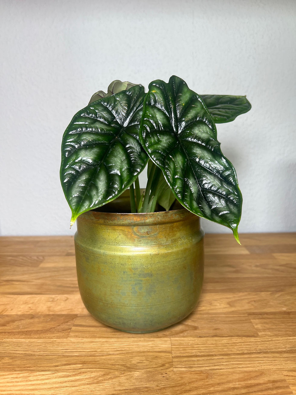 Thumbnail: Metal Pot Set Goldie (3pc)