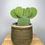 Thumbnail: Cactus