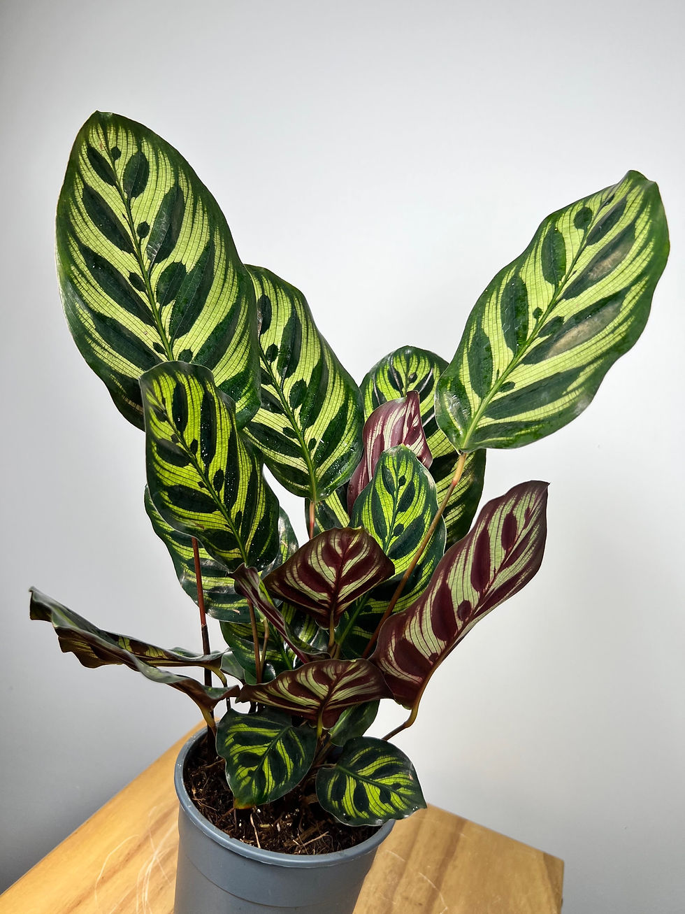 Indexkép: Calathea Exkluziv