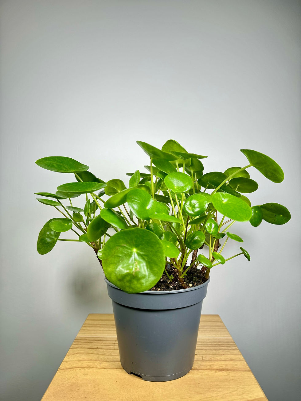 Thumbnail: Pilea Peperomioides
