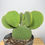 Thumbnail: Cactus