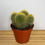 Miniatúra: Cactus