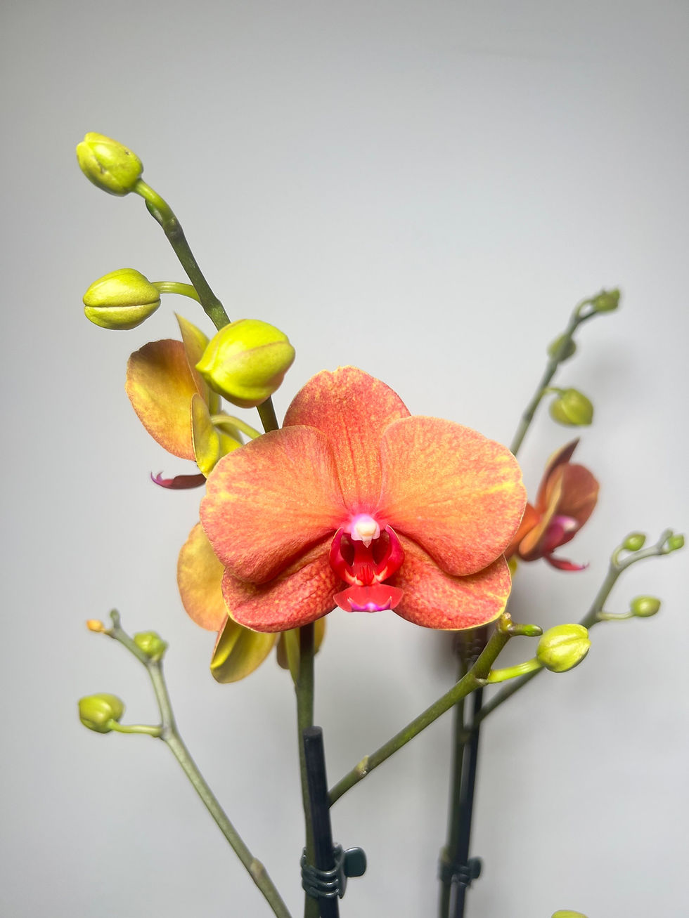 Indexkép: Phal.mix.2 br.hugo kerámia szürke