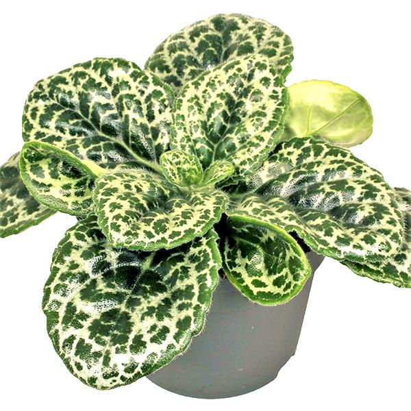 Streptocarpus Pretty Turtle