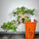 Thumbnail: Ficus ginseng cascade 30.0