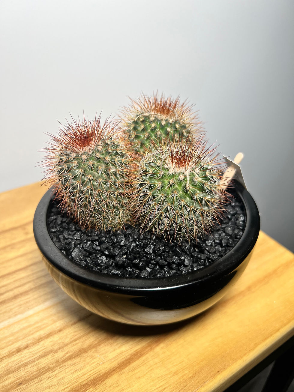 Miniatúra: Cactus in Black Ceramic 4.