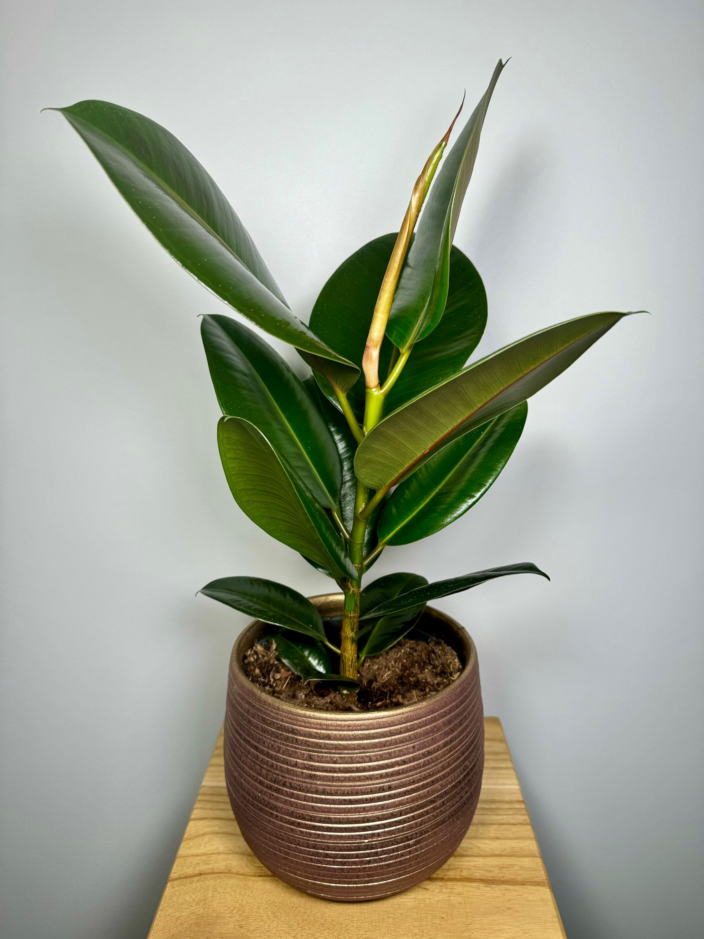 The Ficus elastica, commonly known as the rubber plant, is another great choice for a terrarium. It has large, glossy leaves and can tolerate lower light conditions, making it suitable for terrarium environments with less direct light. The rubber plant also has low to moderate watering needs and can thrive in a humid environment, which is often found in terrariums.

When including Ficus elastica in your terrarium mix, be sure to consider its size and growth habits as it may require more space compared to smaller plants. Additionally, ensure that the soil in the terrarium provides adequate drainage to prevent waterlogging for this plant.