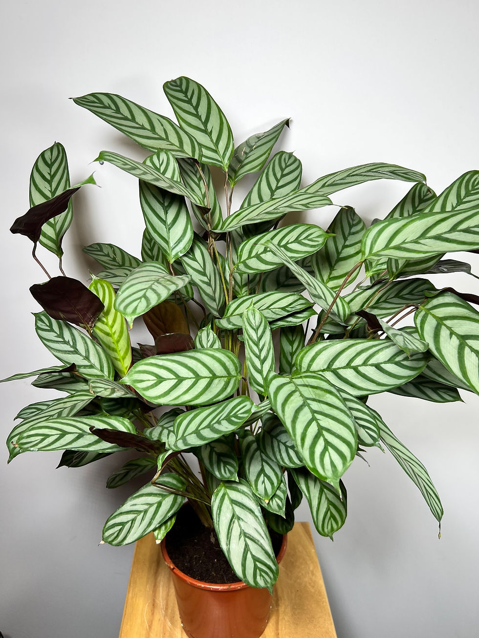 Thumbnail: Calathea
