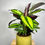 Indexkép: Calathea vegyes speciális 14,0 - 1