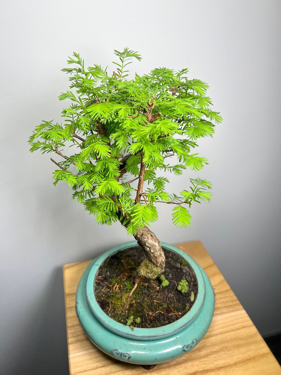 Metasequoia Bonsai