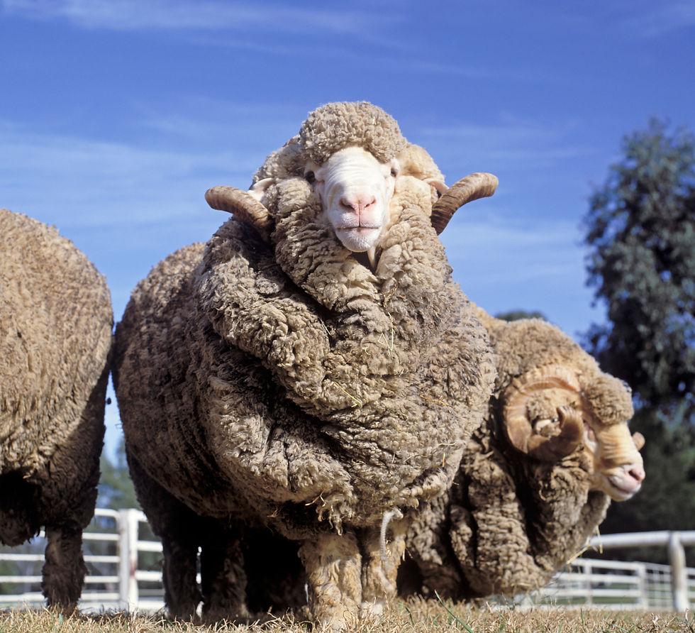 wool, sheep,