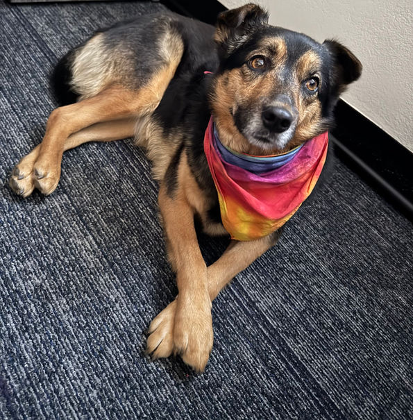 Winnie, the therapy dog, laying on a rug with her paws crossed