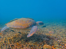 A Green Turtle at Chumphon Marine Park