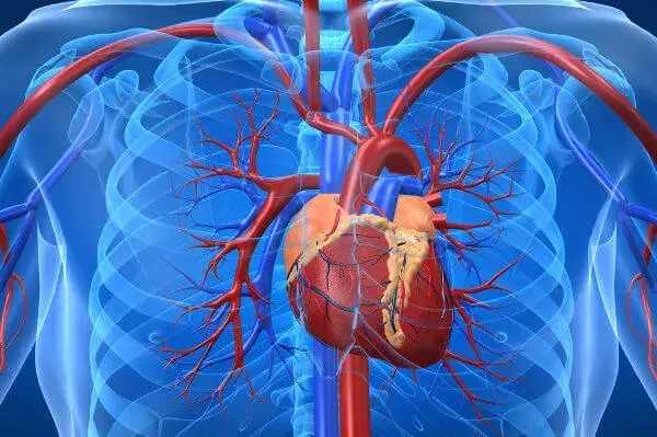 Impactos da Cannabis na Saúde Cardiovascular: O Que Você Precisa Saber