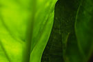 two-contrast-leaves.jpg