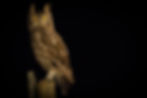Owl Night Drive