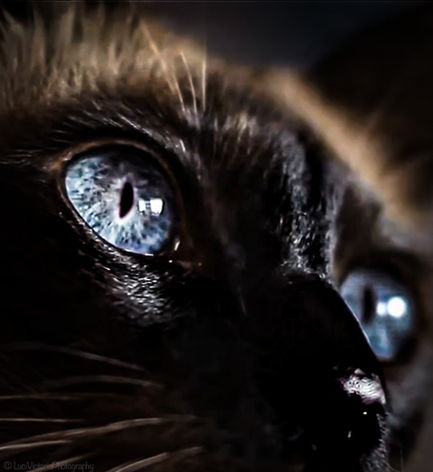 3 cat