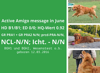 Amigo_gesundheitswerte.jpeg