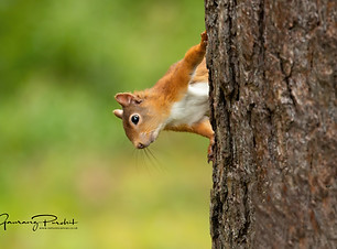 Red Squirrel 01 copy.jpg
