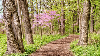 Blooming native trees like Redbuds bloom throughout the woods to brighten ones days_edited