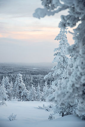white snow covered tree during daytime_edited.jpg