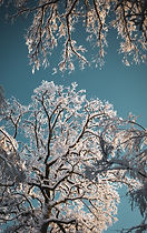snow covered trees in switzerland_edited_edited.jpg