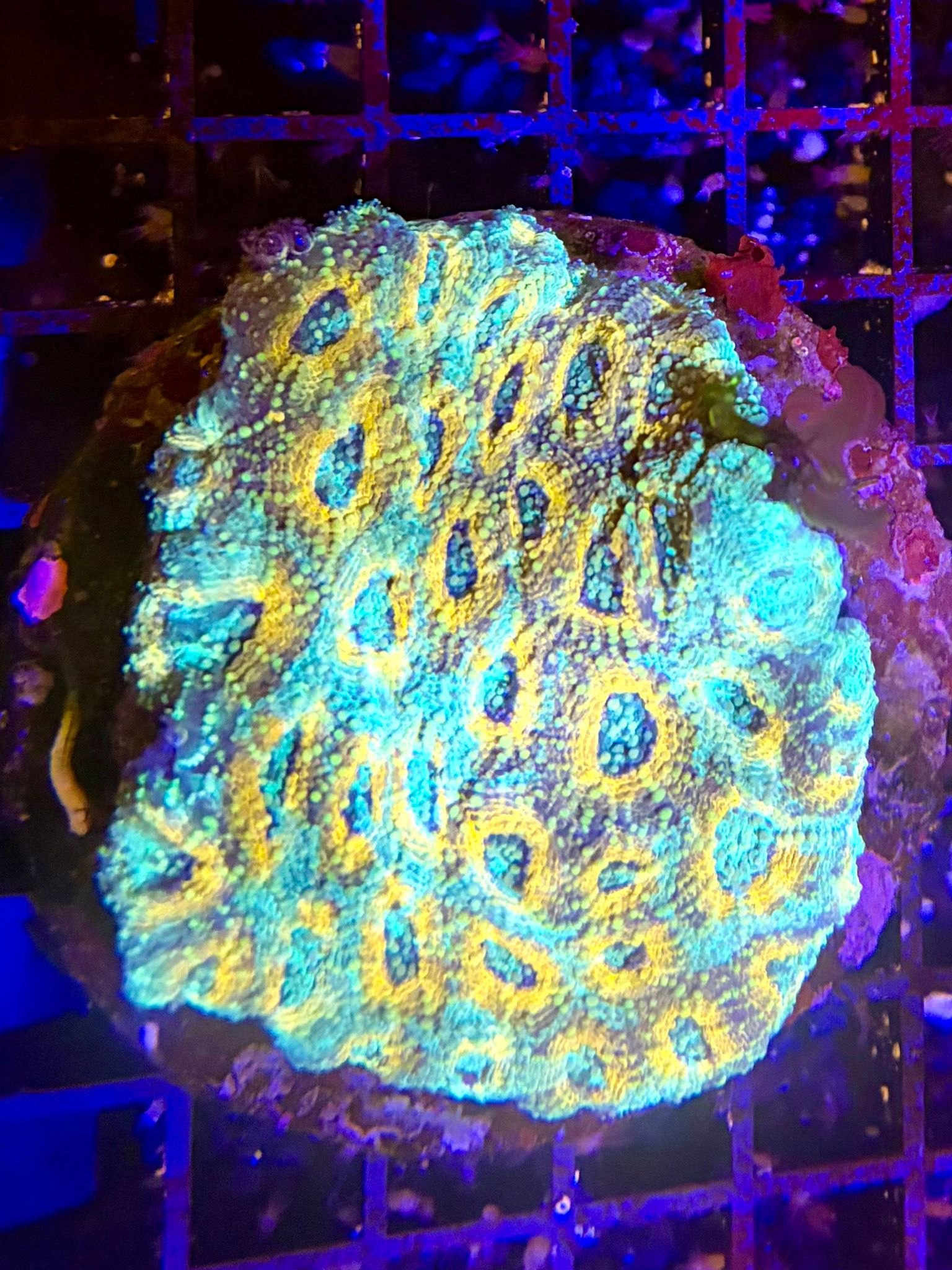 ORANGE/TEAL ACAN