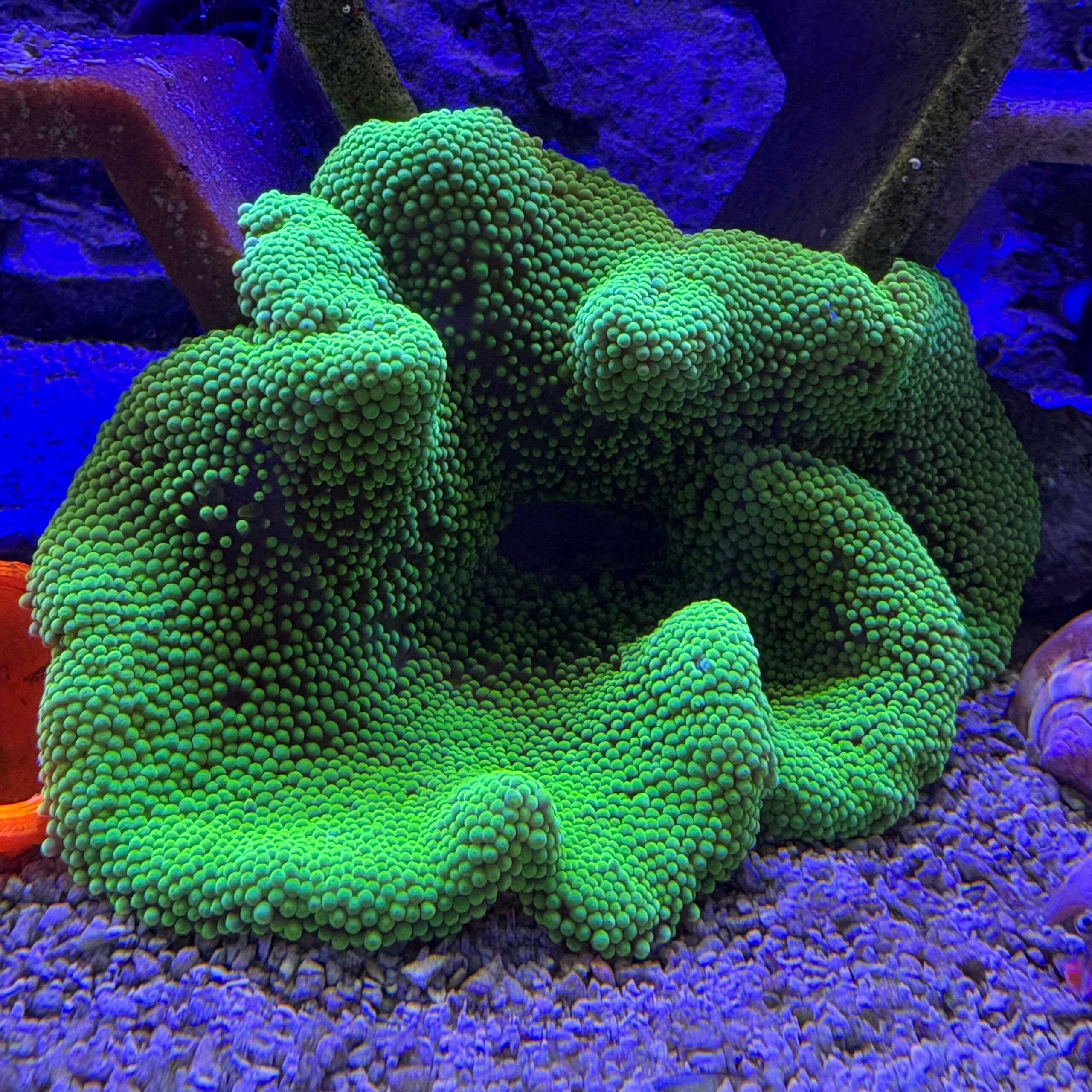 Flourescent Green Carpet Anemone