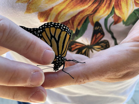 Monarch Tagging and Meadow Restoration Connect Community to Nature