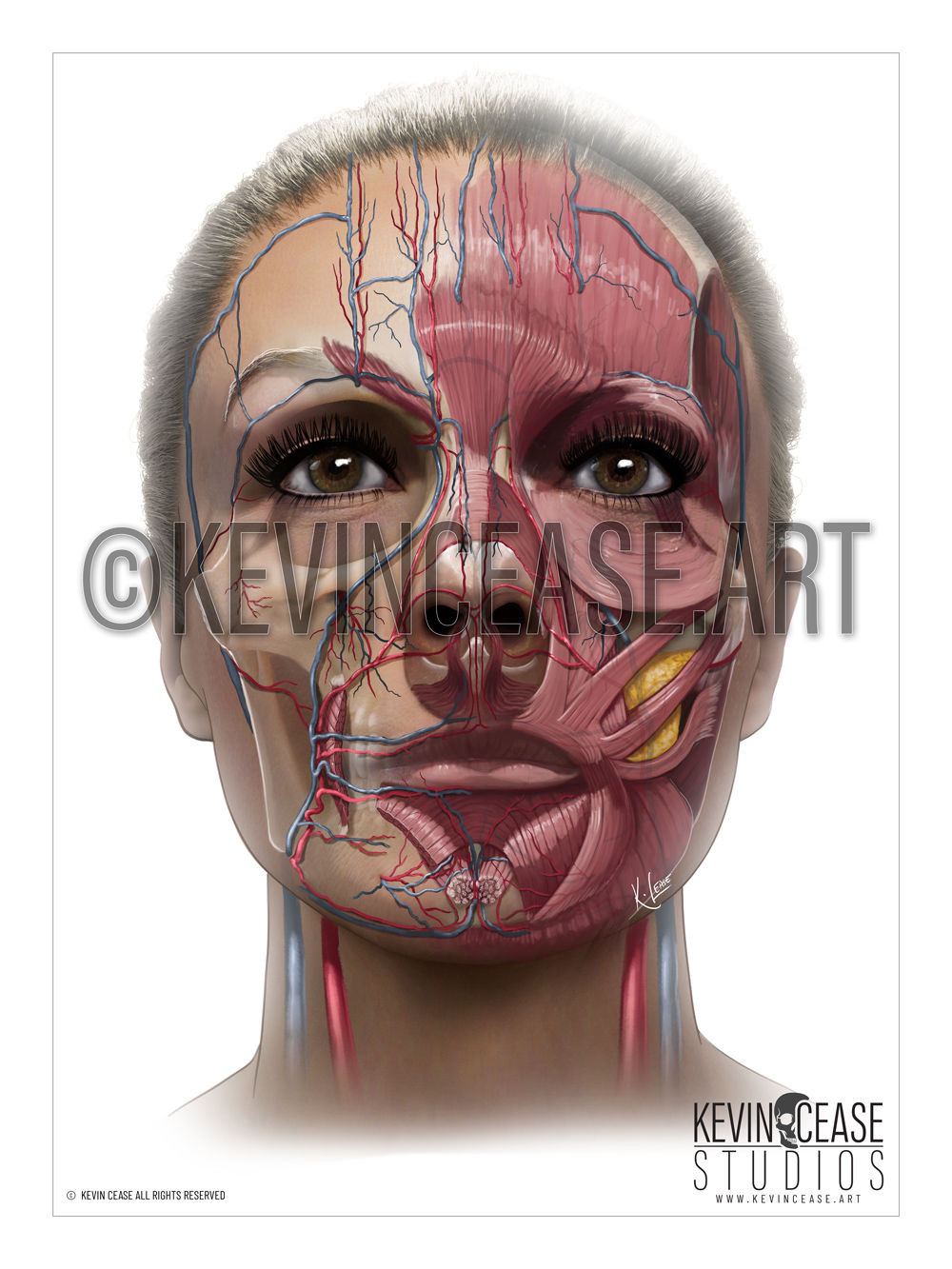 Arteries and Veins fine art painting, white