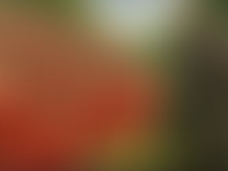 📰 BREAKING NEWS: MAINE | NRSC Video | Senator Collins with Gorilla