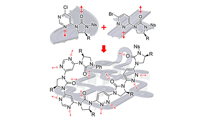 Conformationally Programmable Chiral Foldamers with Compact and Extended Domains Controlled by Monomer Structure