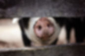 swineveterinary topics